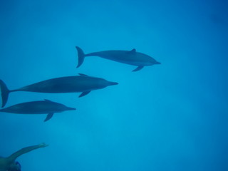 Swimming with dolphins in the wild at Dolphin house Sataya reef