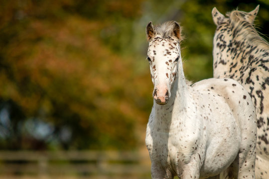 Knabstrupper Appaloosa Spotted Pony Foal in Grass Pasture 