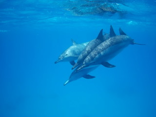 Swimming with dolphins in the wild at Dolphin house Sataya reef