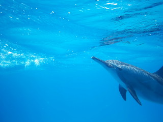 Obraz premium Swimming with dolphins in the wild at Dolphin house Sataya reef