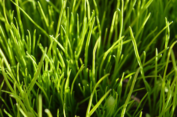 Fototapeta na wymiar spring green grass