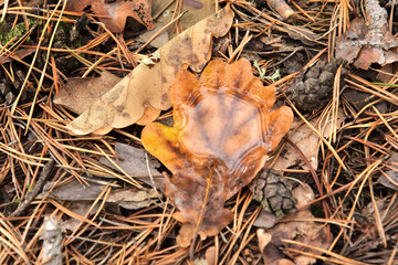 Fallen yellow oak leaf with raindrops. Fallen oak leaves with dew. Autumn oak leaves.water drops on fall oak leaves closeup. Dry Autumn Leaf Covered by Water Drops of Rain on the ground. Autumn leaves