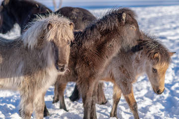 Group of Icelandic horse foals with long winter fur