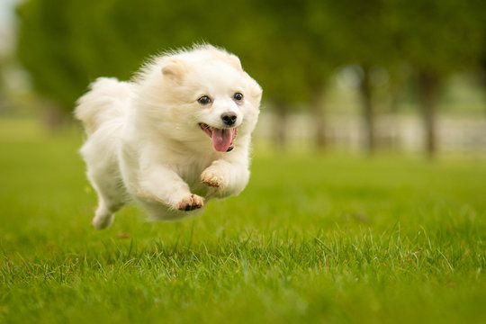 Cute White German Spitz Klein Dog in Grass Park