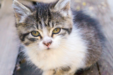 A small fluffy kitten of tortoise color sits on the ground and looks at the camera.Newborn kitten, Kid animals and adorable cats concept.