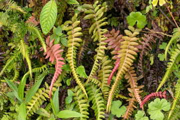 Green moss and fern background with copy space