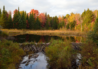 Fototapeta premium Beaver dam in a wilderness landscape