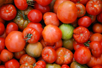 A great harvest of tomatoes
