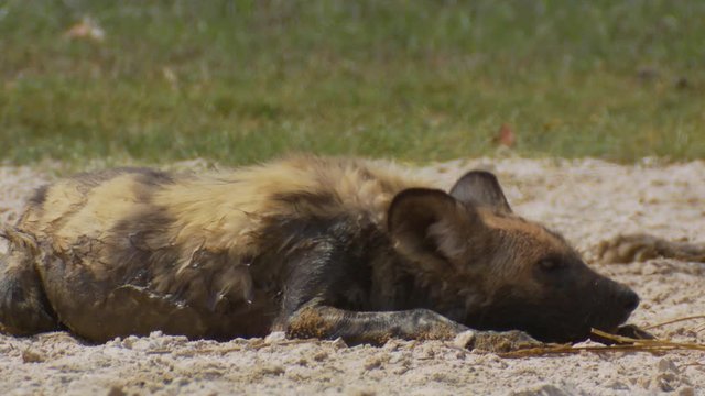 African wild dog lays his head down to rest.
