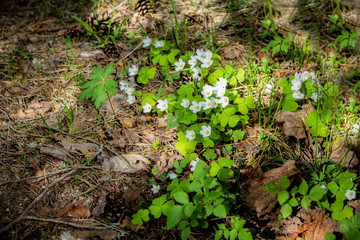 Clover leaves with three-leaved shamrocks, symbol of St Patrick day with snowdrops in spring forest in sunrays
