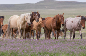 Beautiful Wild Horses i t he Utah Desert in Spring