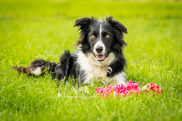 Happy Black And White Border Collie With Toy