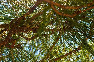 background of pine needles