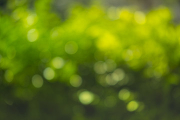 Fototapeta na wymiar Green bokeh on nature blur background with green bokeh of tree.