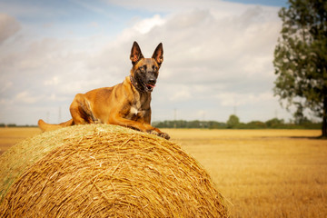Belgian Malinois Dog Laying on Straw Bale