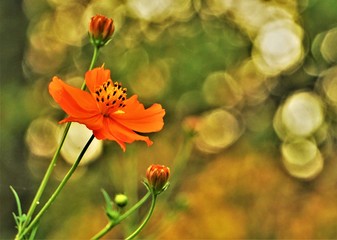 Pretty yellow cosmos flower (Cosmos bipinnatus) on soft focus green garden background, Autumn in GA USA.