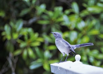A single mocking bird (Mimus polyglottos) perched on white wooden fence enjoy watching on the garden background, Autumn in Ga USA.