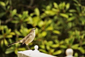 A single mocking bird (Mimus polyglottos) perched on white wooden fence enjoy watching on the garden background, Autumn in Ga USA.