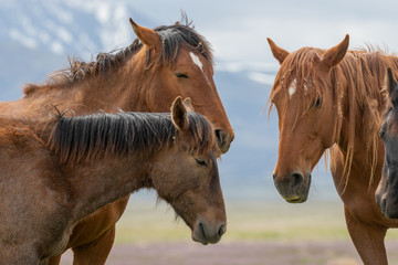Obraz premium Beautiful Wild Horses i t he Utah Desert in Spring