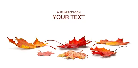 Fototapete Wasserfälle autumn season concept, maple leaf isolated on white background  © Aleksandr Matveev