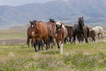 Naklejka na ściany i meble Beautiful Wild Horses i t he Utah Desert in Spring