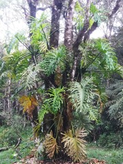 Plant of the Brazilian forest, banana of the bush.