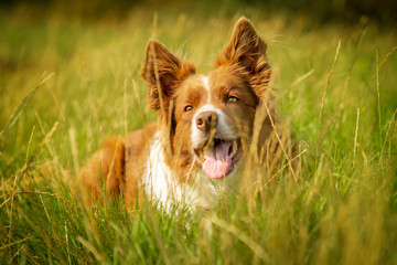 Happy Red and White Border Collie Dog in Grass Meadow