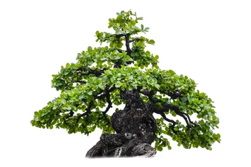 Fotobehang Isolated of bonsai tree on white background and clipping path for ecology decoration website and magazine.- Image. © Dilok