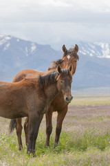 Fototapeta premium Beautiful Wild Horses i t he Utah Desert in Spring
