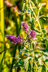  purple wildflower, green grass, sunny.