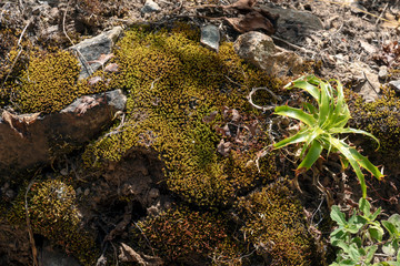 Green moss and aloe on the rainforest floor detail. Natural forest background of jungle fen with copy space