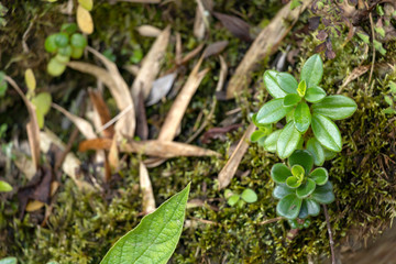 Green moss on the rainforest floor detail. Natural forest background of jungle fen with copy space
