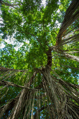 Obraz premium high tree