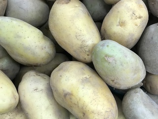 Fresh potato stand out among many  background . Heap of potato root. Close-up potatoes texture.