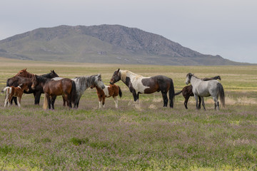 Fototapeta na wymiar Beautiful Wild Horses i t he Utah Desert in Spring