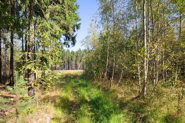 Landscape with autumn forest on a Sunny day