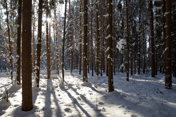Winter forest with the sun shining through the tree trunks