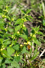 Galeobdolon luteum plant with bumblebee