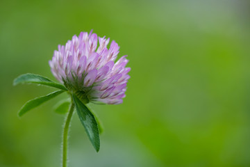 野花のムラサキツメクサ