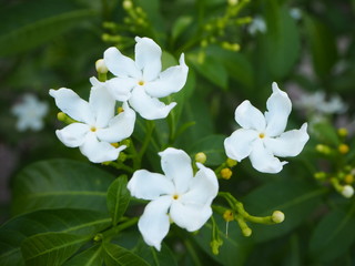  White gardenia flowers blooming in a white background.