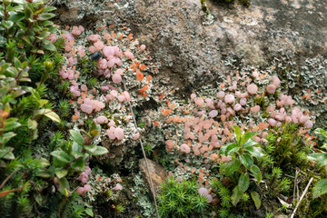 Mossy rainforest ground detail with pink fungi. Natural forest background of jungle fen with copy space