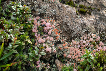 Mossy rainforest ground detail with pink fungi. Natural forest background of jungle fen with copy space
