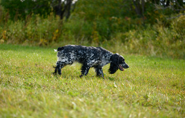The hunting dog is following the trail and tracking a wildfowl during the hunt.