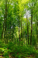Fototapeta premium Rotbuchenwald mit Naturverjüngung