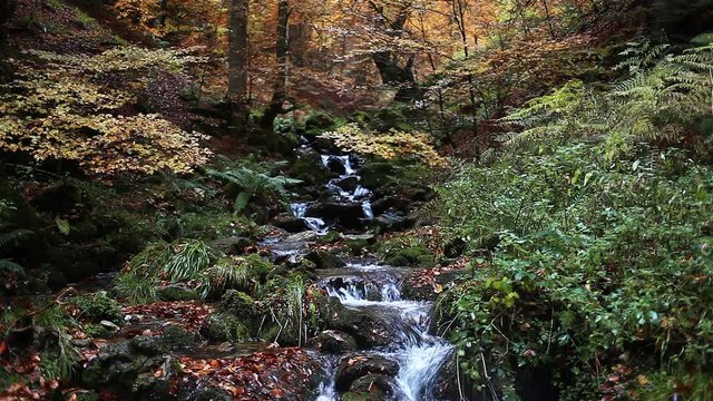 Creek Forest in fall