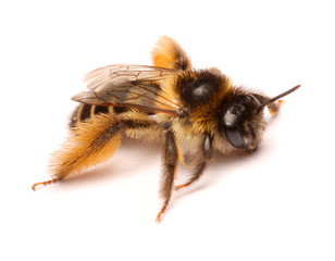 Macro Shots of bee on white background .