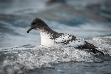 Cape petrel swimming in Antarctic waters.