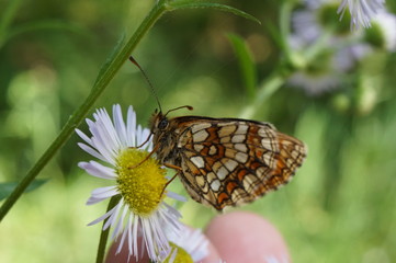 Motyl ,motyl na kwiecie
