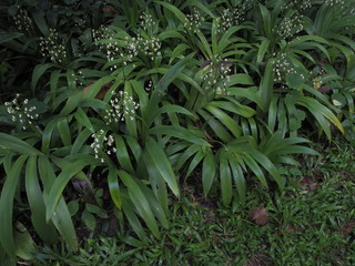  Green bushes, small white flowers