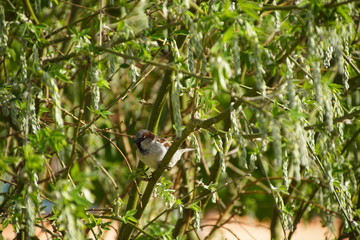 Wróbel ptak ,ptak na gałęzi